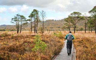 Walker at Roudsea Woods in Autumn Wildey Media