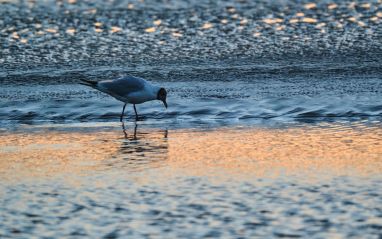 Bird feeding on the sands Wildey Media