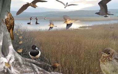 RSPB Leighton Moss Nature Reserve Photo montage credit Richard Soper