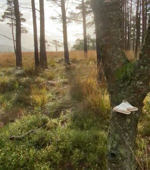 #Autumn is an amazing time to #getoutside especially when you can explore a #NationalNatureReserve on your doorstep.

Just a stone's throw from the southern most tip of #Windermere between the #LakeDistrict mountains and the #LevenEstuary, there is an #accessible #route through the most beautiful woodland and mosses where you can spot an abundance of birds and other wildlife.

There's no need to miss out on the spectacular nature display if you have physical difficulties that prevent you from walking far.

In partnership with @naturalengland Hire a Tramper completely FREE of charge on Wednesdays - just pre-book online.

@explore_morecambebay @mb_partnership @lakedistrictcumbria @lakedistrictnpa @theaccessibleguide 

Find out more by clicking the link to our accessible trails page in our bio.