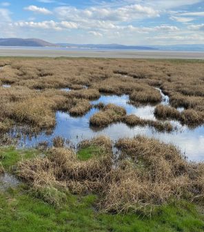 And BREATHE! What a day for a stroll along the prom at #grangeoversands 
The sun is out, the birds are singing, the blossom and daffodils are gently swaying in the breeze.
The forecast for the week ahead looks to be dry in #MorecambeBay
Where will you go for a walk or wheel? If you need some #mondaymotivation and #walkinspiration, head over to our journey planner @waysaroundthebay 
@explore_morecambebay @lakedistrictcumbria #cumbriawalks #cumbria #southlakeland #walking #springwalks #marchwalks #coastalbritain #seasidewalks #accessible #easywalks #flatwalks #estuary @visitcumbria #walkforhealth